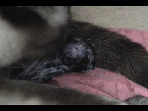 Cat Giving Birth & Eating Stillborn Kitten