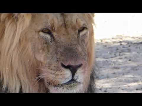 Kgalagadi Safari and Over landing adventure  Lounging lions and open skies. Episode 4