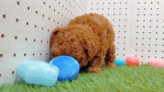 トイプードルの動画01