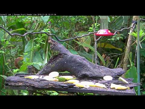 New Cam Species: Mourning Warbler Flits Through Background of Canopy Lodge's Fruit Feeders