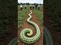 Farmers Collect Snake Shaped Watermelons Smartfarming Organicfarming Gardeningtips Farming