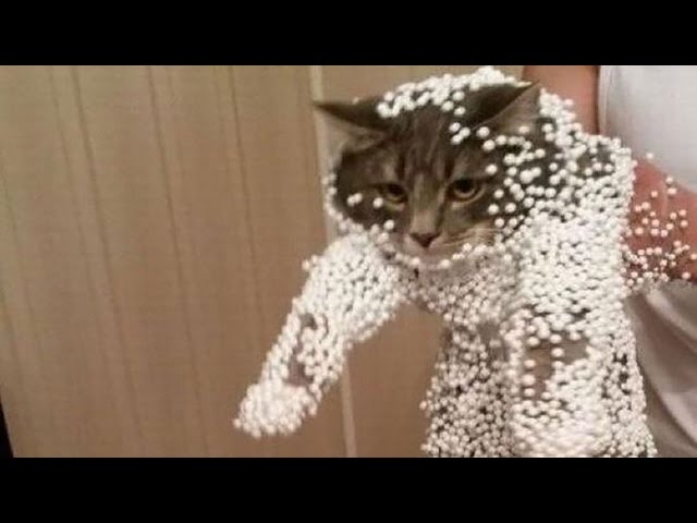 猫のおもしろ特集【思わず笑えて癒される動画・画像】 - ｒｅｏｂｌｏｇ