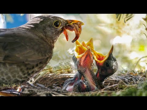 image-How do mama birds feed their baby birds?