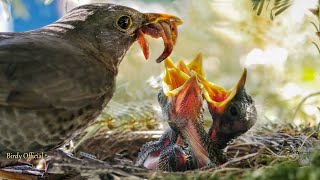 Baby Birds Eating | Mother Sparrow Feeding Their Babies In Nest