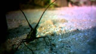 Lucas Santtana - Night-time in the backyard