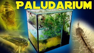 The 5.5 Years Old Closed Ecosystem in a Glass Box (Paludarium Ecosphere)