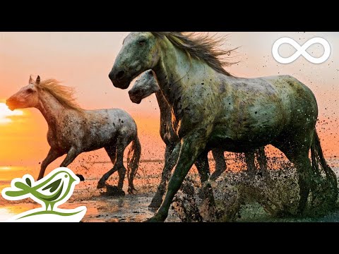 Wunderschöne Entspannungsmusik mit atemberaubender Natur in 4K • Entspannen, schlafen, meditieren