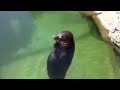 SPINNING SEAL 10 HOURS