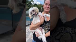 Chewy update – Sadly it’s Cancer so we will continue to make every moment count Chewy update – Sadly it’s Cancer so we will continue to make every moment count