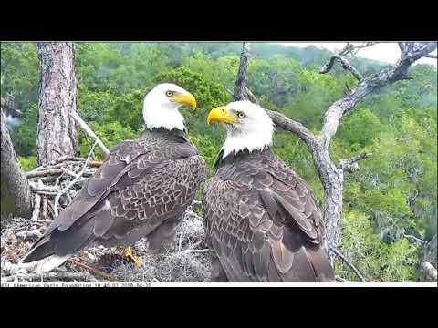 AEF NEFL Eagle Cam 4-20-18: Hawk Ruffles Feathers of R & J