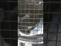 Feralkitten Tuxedocat Has Firsttime Car Ride Visit To The Veterinarians Office Pt 2