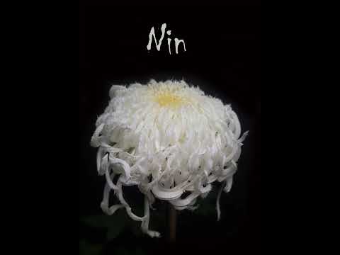 Mikiry Chrysanthemums. Beautiful flowers grown by Mike Hartley from Mikiry in Australia.