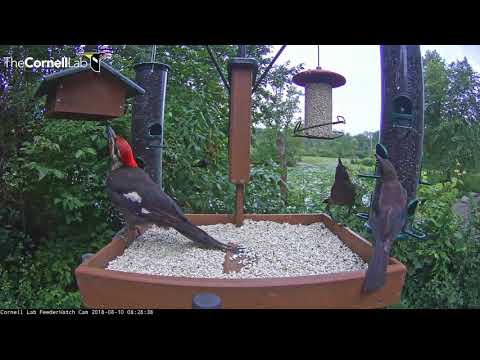 Red-bellied and Pileated Woodpeckers Claim Their Spot At The Feeders – Aug. 10, 2018