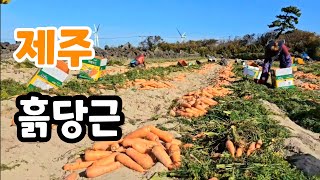 아삭한 맛 제주 흙당근