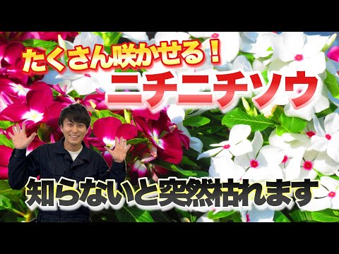 ウィッチニレ 植物