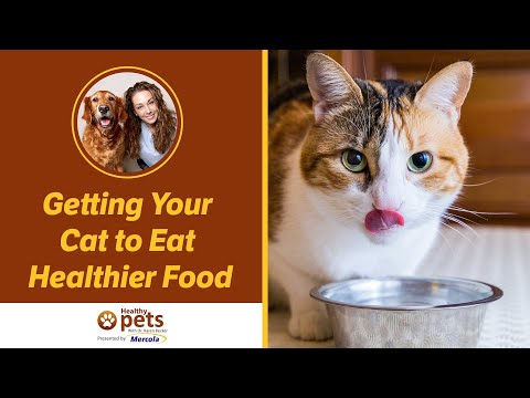 Getting Your Cat to Eat Healthier Food (Part 2 of 2)