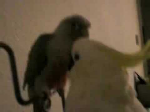 Hanan Mahmoud Playing Nice