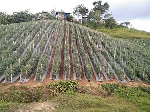 Tomato Farming in Cebu # Scarlette F1 ,Jewel F1 , Diamante Max F1 # east west seed