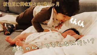 【兄妹劇場 Ep 2】新生児に戸惑う1歳10ヶ月のお兄ちゃん|「赤ちゃんくさいくさい😂」