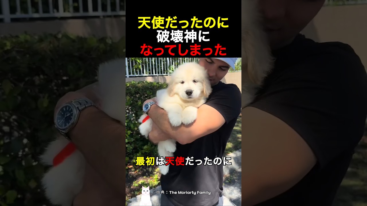 天使だったのに破壊神になってしまった