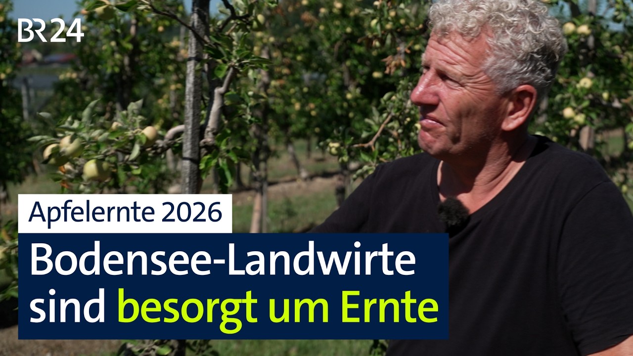 Trockenheit am Bodensee: Obstbauern sorgen sich um Apfelernte I Abendschau I BR24