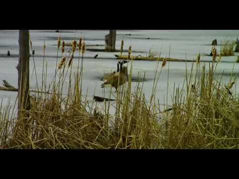 download lagu mp3 mp4 Sarsaparilla Trail, download lagu Sarsaparilla Trail gratis, unduh video klip Sarsaparilla Trail