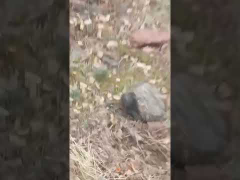 Zirve Hunting
