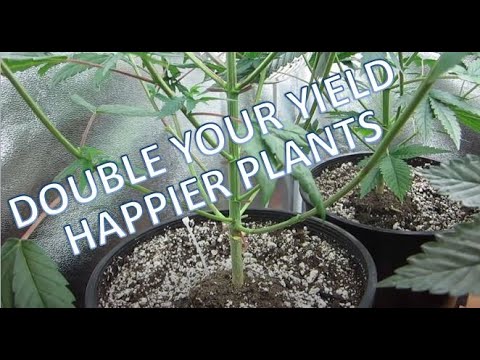 Pruning marijuana plants for yield - Removing the ...
