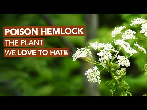 Poison Hemlock — The Plant We Love To Hate