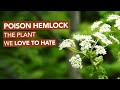 Poison Hemlock — The Plant We Love To Hate