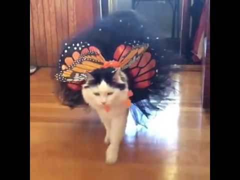 Dog pet puppy fancy dress butterfly costume