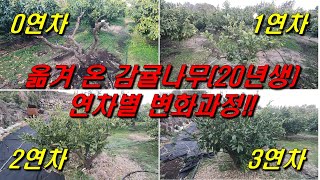 옮겨 온 감귤나무??!! 해마다 얼마나 클까?? 연차별 변화과정!!