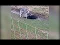 Geen wolf, maar hond bijt schaap dood in Brunssum