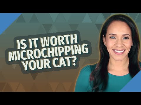 Is it worth microchipping your cat?