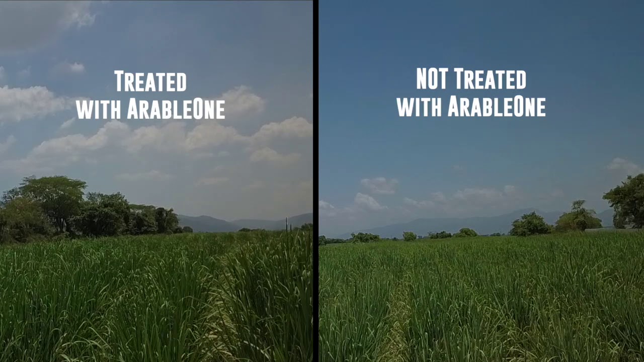 Sugarcane: Treated vs Untreated