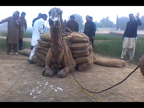 Khan SHAHSHI KHAN FROM DADYAAL AJK camel weight lifting 34 man