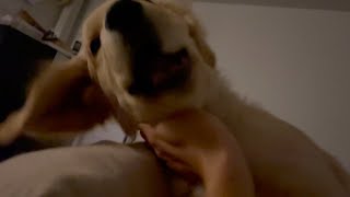 I was attacked by a large dog as soon as I woke up