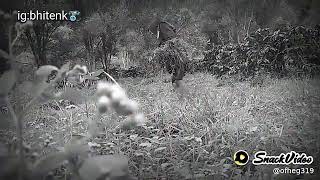 Download lagu Pacar mu ganteng tumpak'ane ngene..iso ngene oRa mp3