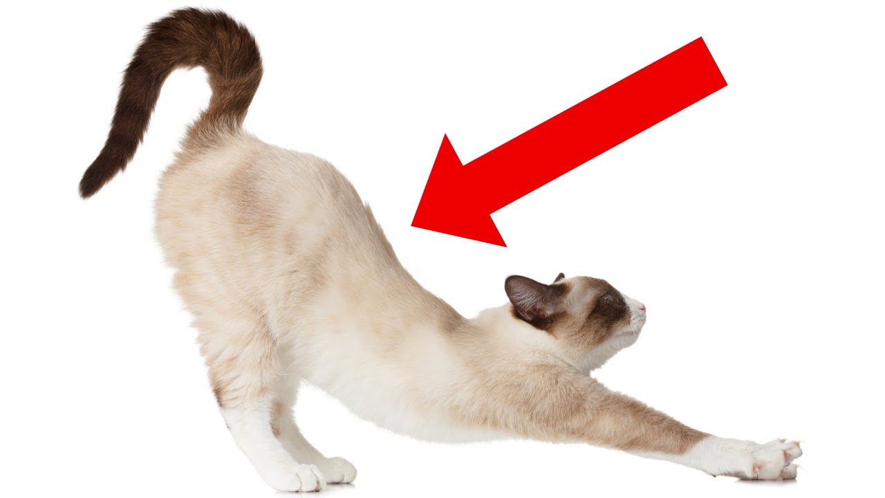 Why Your Cat Stretches When Seeing You