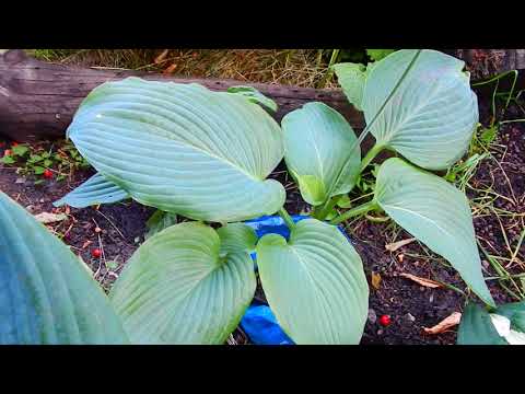 ПОСАДКА ХОСТЫ..КУДА РАЗМЕСТИЛА НОВЫЕ СОРТА..