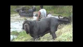 Download lagu Mastino Napoletano video 4 mp3