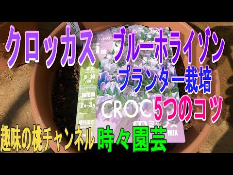 園芸 クロッカス