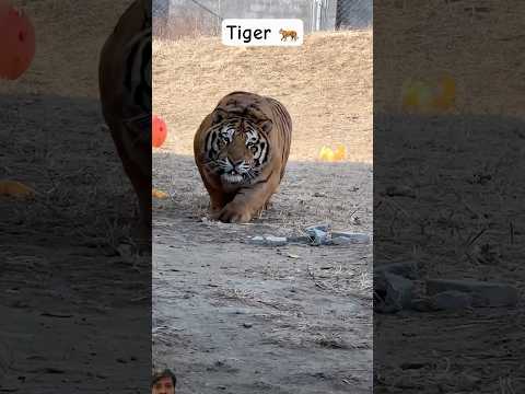 Attack 🐅 #animals #animallover #petsrule #zoo #funny #tiger #attack #aggressive #pet #petowner #fun
