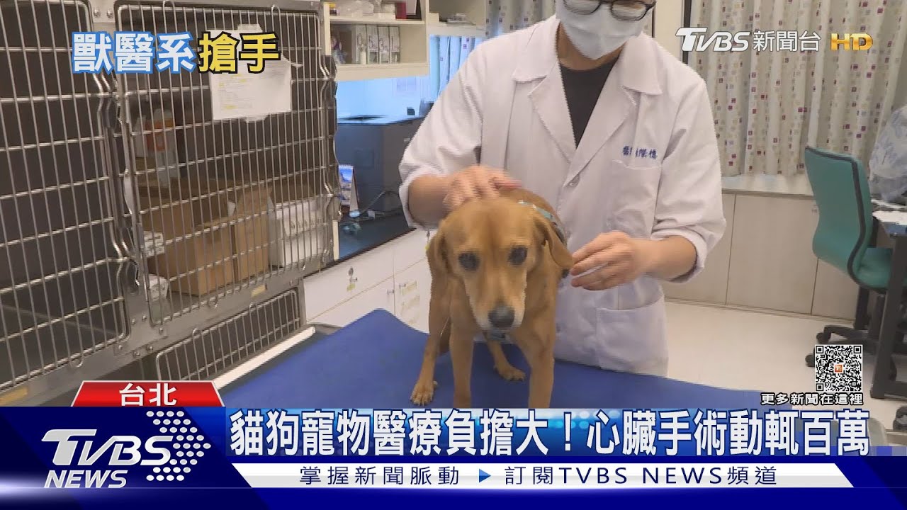 毛小孩市場大獸醫系超搶手! 獸醫新鮮人起薪其實超低?
