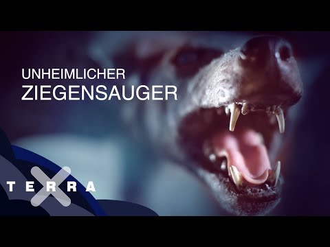 Rätsel um den Chupacabra – den Ziegensauger | Terra X