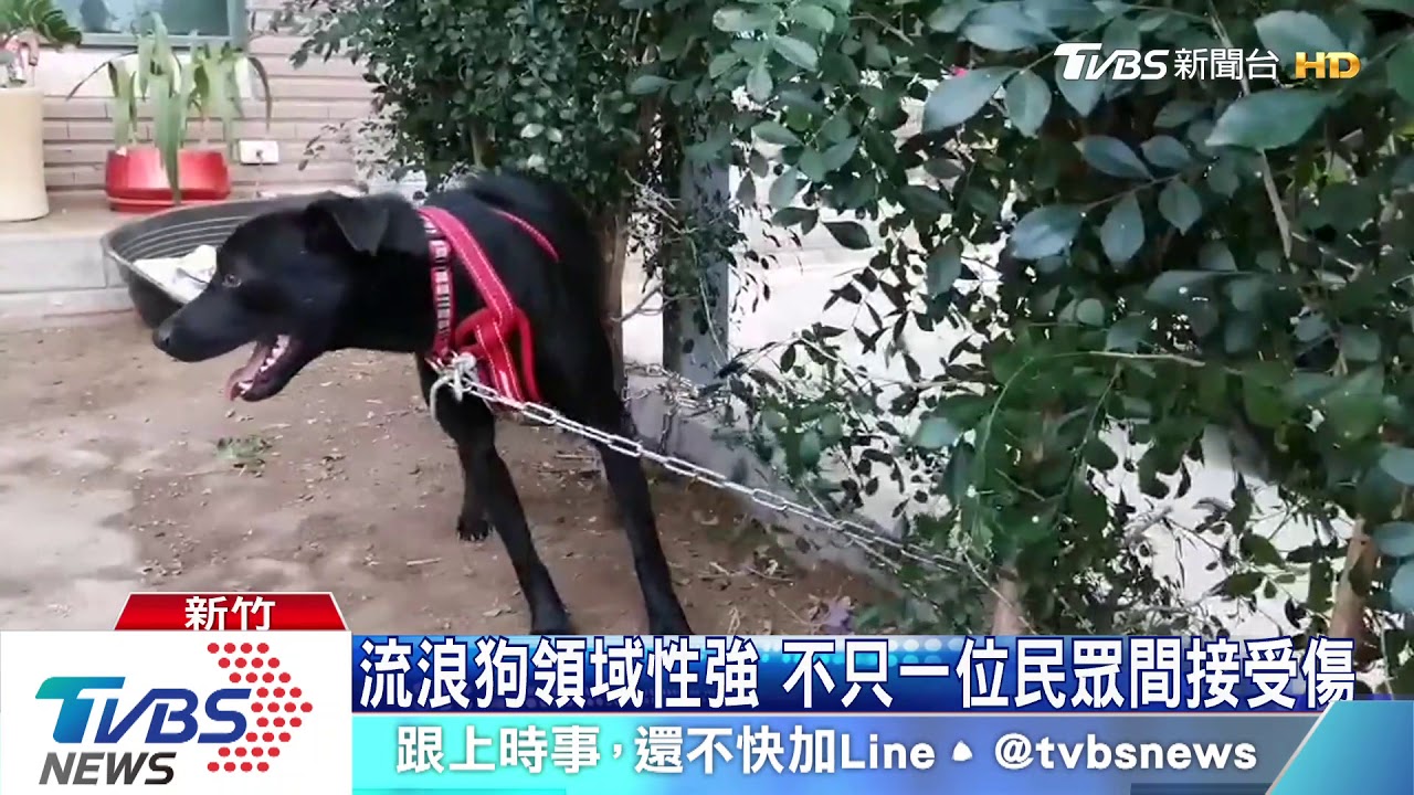三度被追!浪浪追車 母女驚嚇摔車受傷