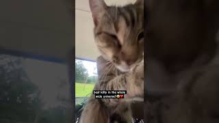 everyone subscribe for the empress of the world 😝 #cat #memes #kitty #kitten #cats #catvideos #fyp