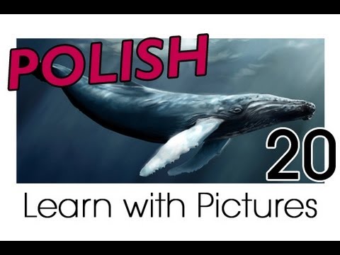 Learn Polish with Pictures - Marine Animals