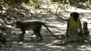 preview picture of video 'Young Monkeys Playing in Bijilo Forest Park, The Gambia'