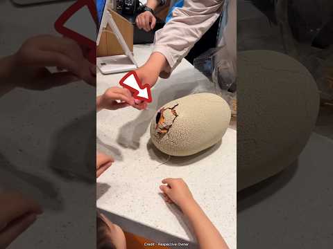 Baby Dianasour Born in Egg 🔥 #shorts